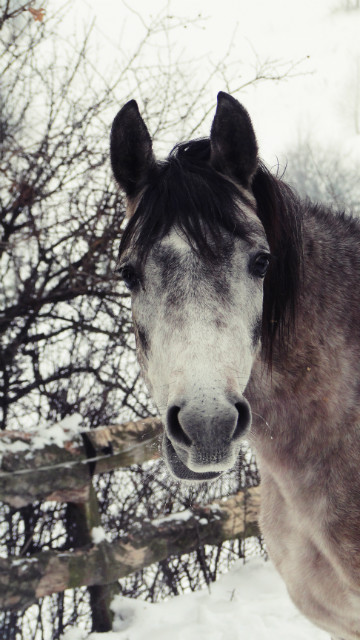 Jockerek ^^