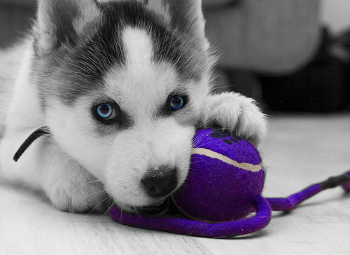 Husky!