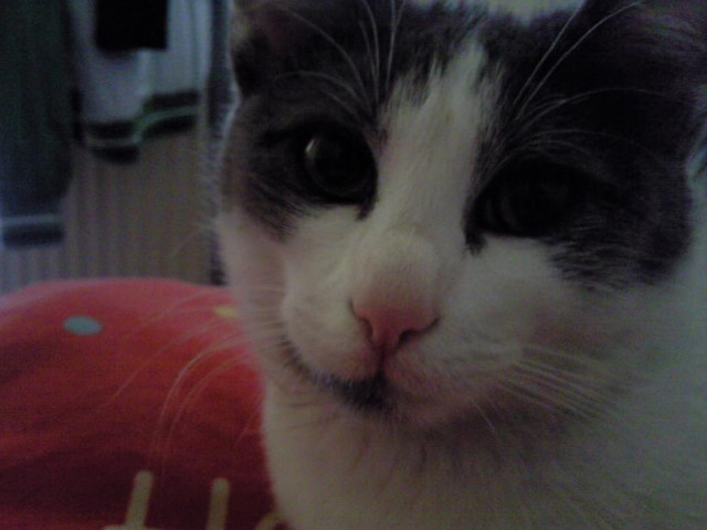 kochanaa ; * 