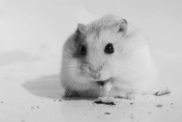 p. kuleczka