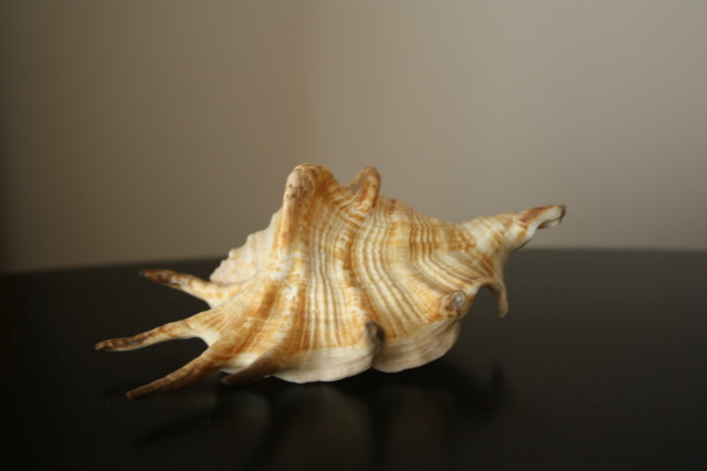 muszla