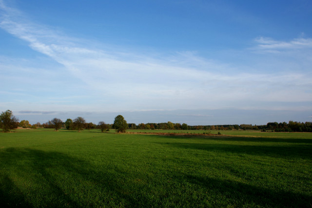 Kurzyna .