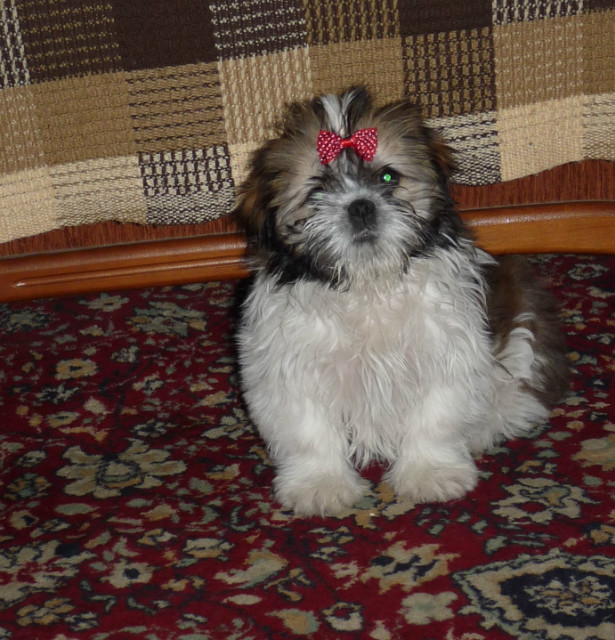 Kajtuka;*