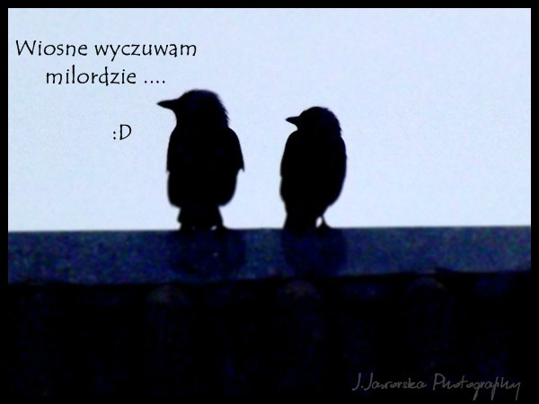 milordzie... ? 