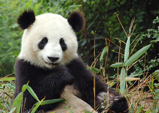 Panda...