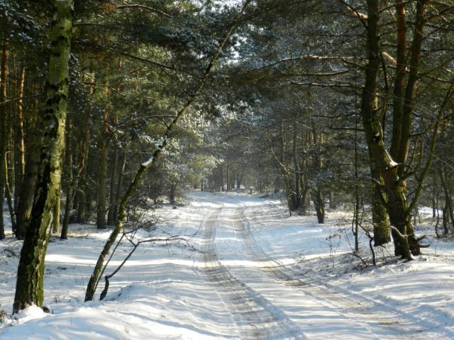 narnia
