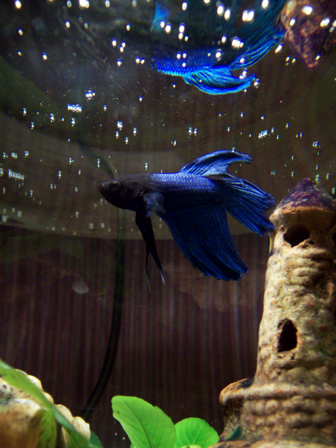 Fishh.