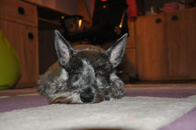 Piesek :3