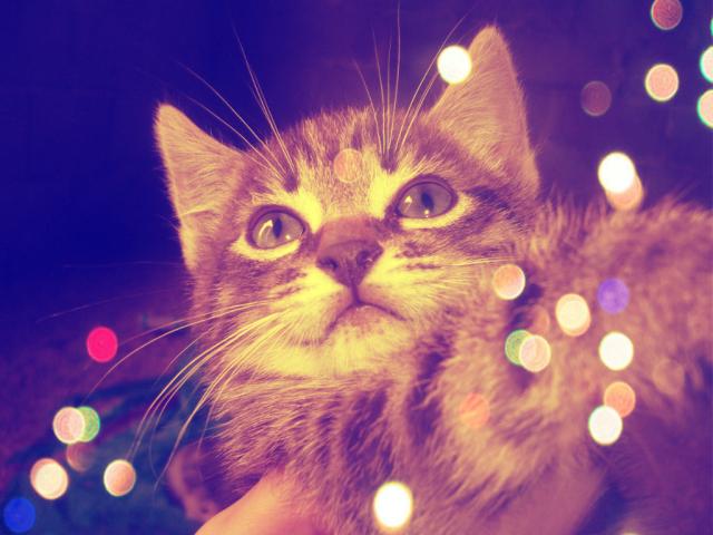 Kotek 