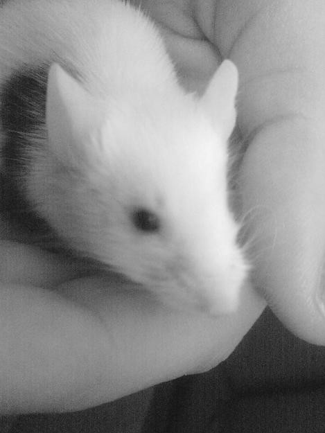 MOUSE