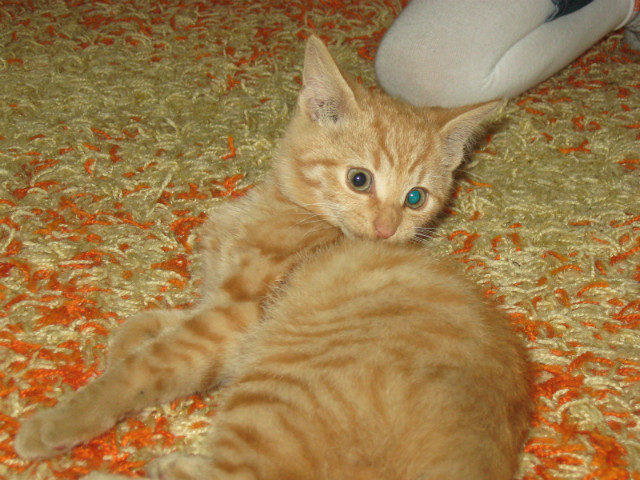Wpis mika080
