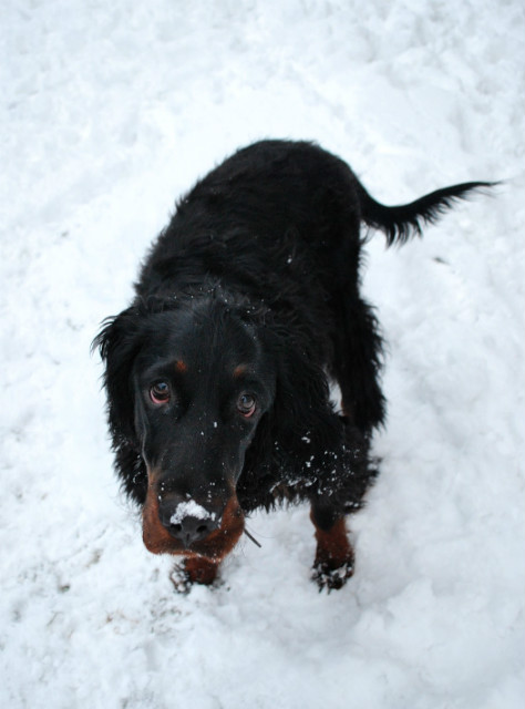 Jako