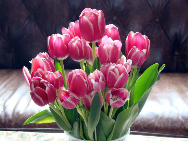 tulipany. 