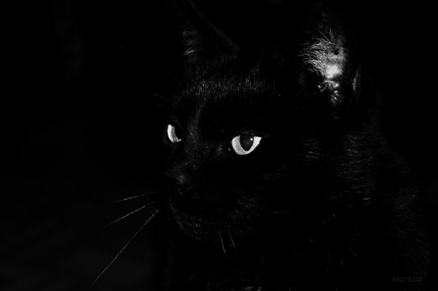 Bella ;3
