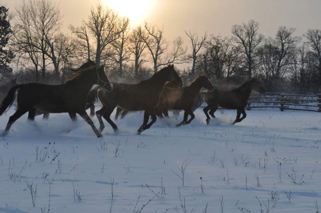 Wpis mikiandhorse