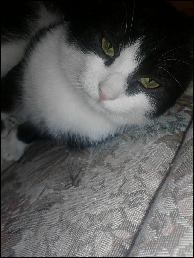 Kicia;D