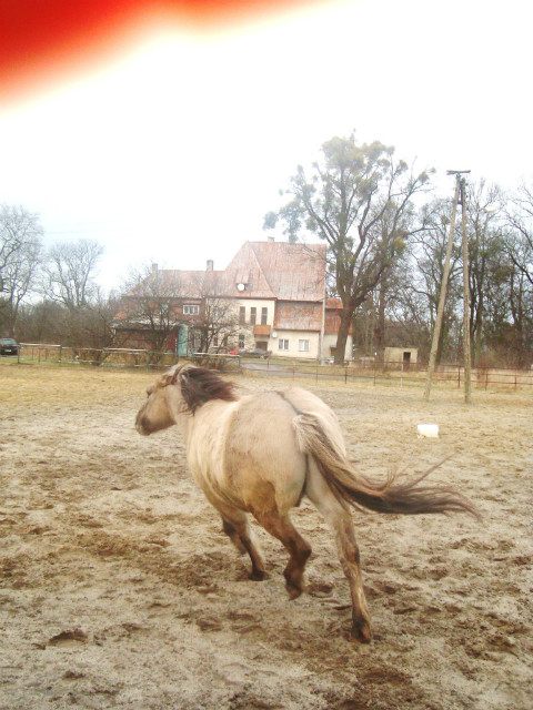Kucyk