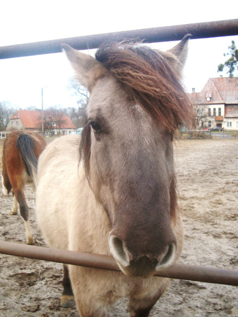 kucyk