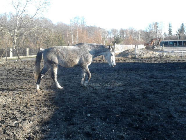 Kometa