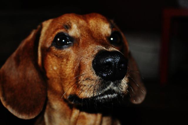 my long dog . 