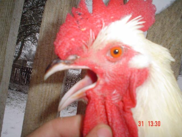 kogut