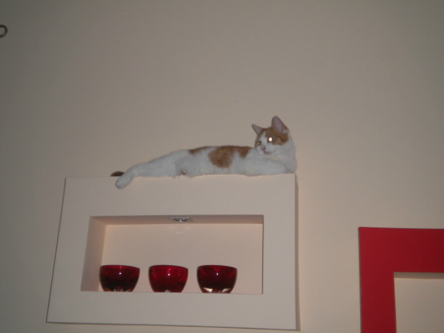 My cat is resting