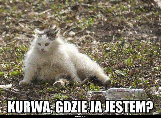Chipterzy