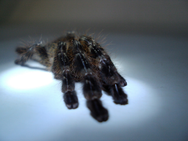 P. striata
