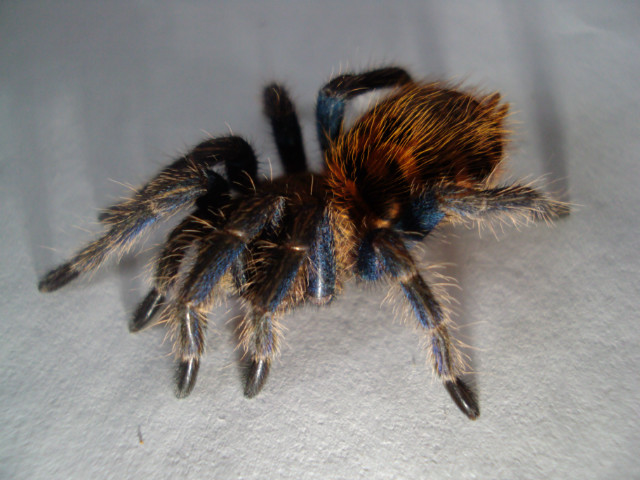 C. cyaneopubescens