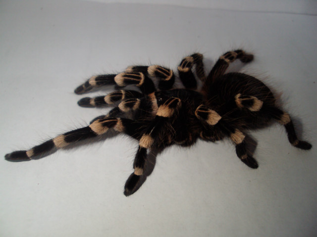 A. geniculata