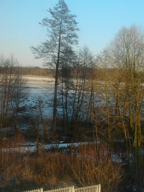 drzewa:)