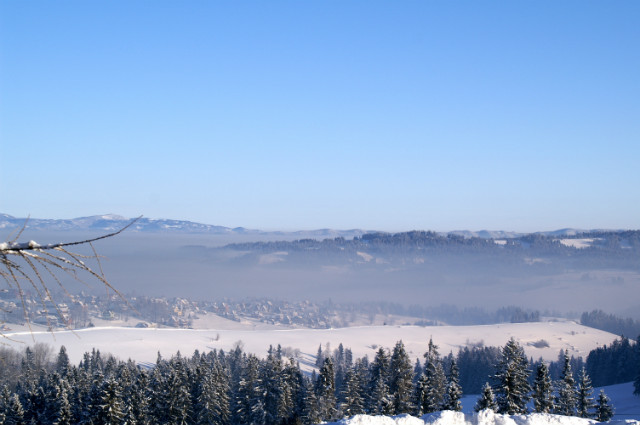 moja bukowina 