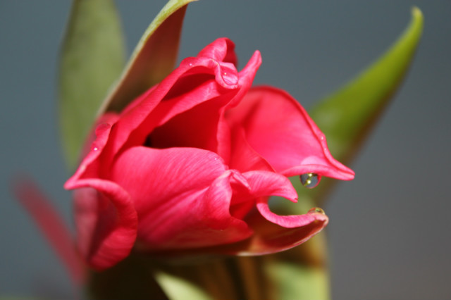 TULIPAN..