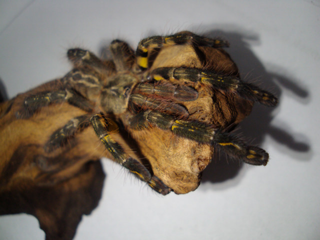 P. ornata
