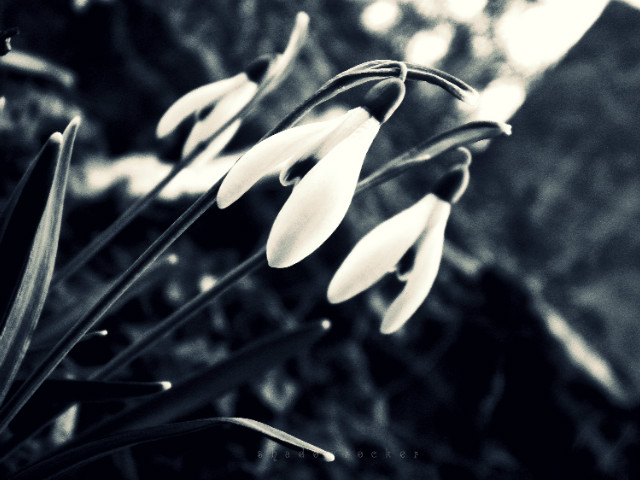 whitedrop