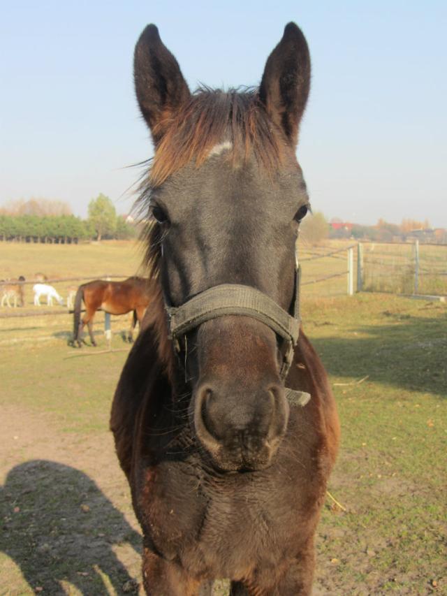 dumeczka:*