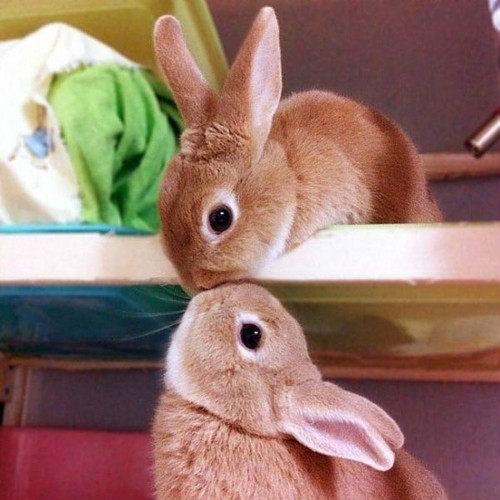GUCIEEEE ! < 3