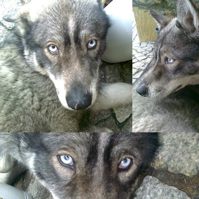 Norek ! 