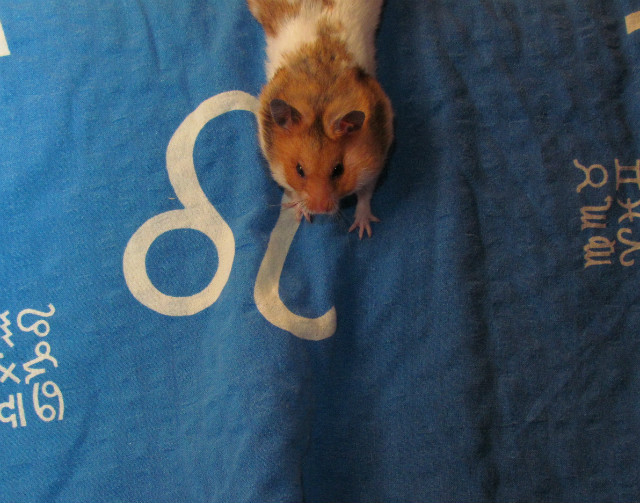 Spryciarz...