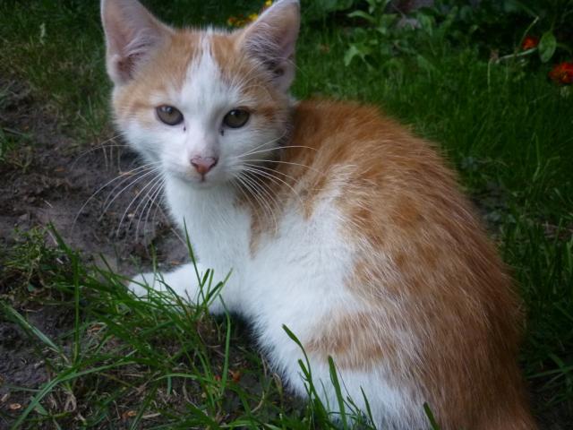 Kiciak
