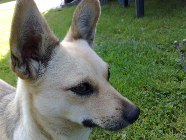 Gacek:)
