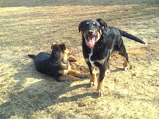 Nuka i Rex moje kochane. .a moe