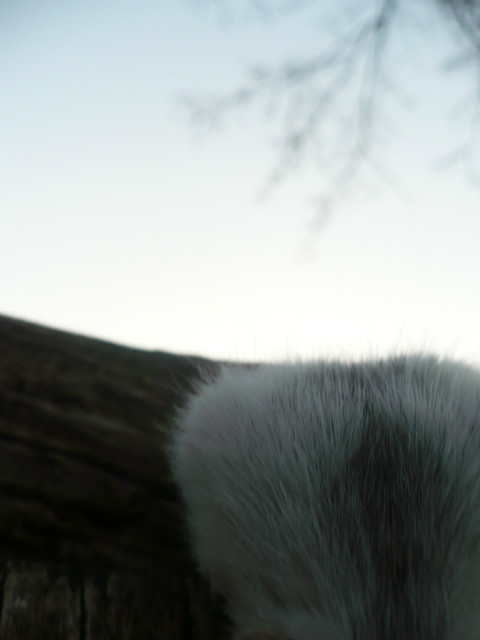 Tonks. 