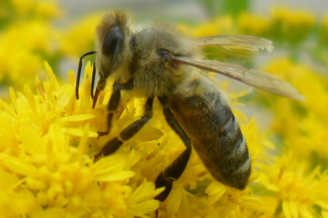 bzz bzzz