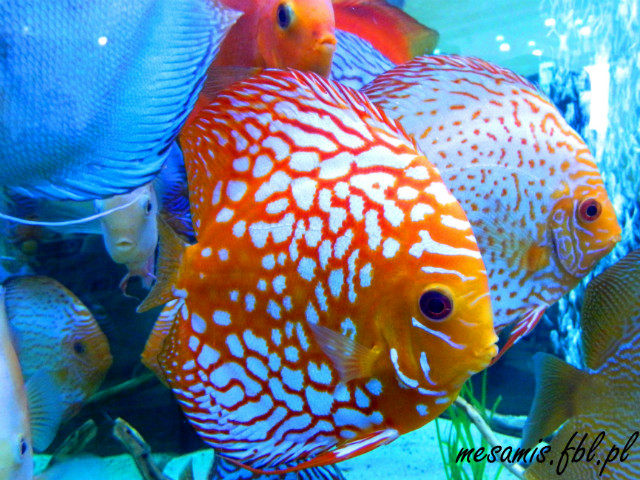 Targi Zoologiczne