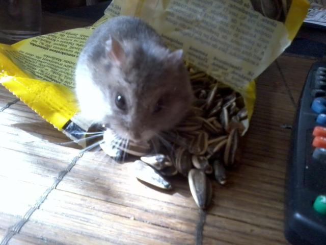 mj chomiczek kochany ;*