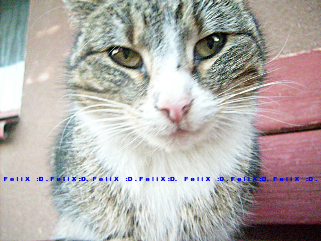 FeliX ; D.