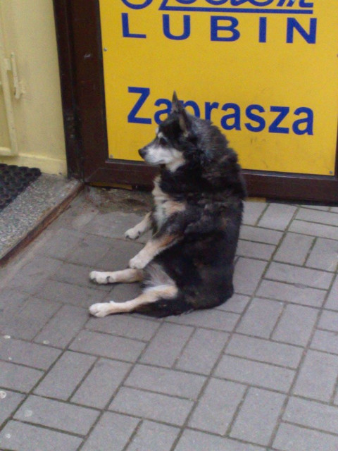 No kurwa!