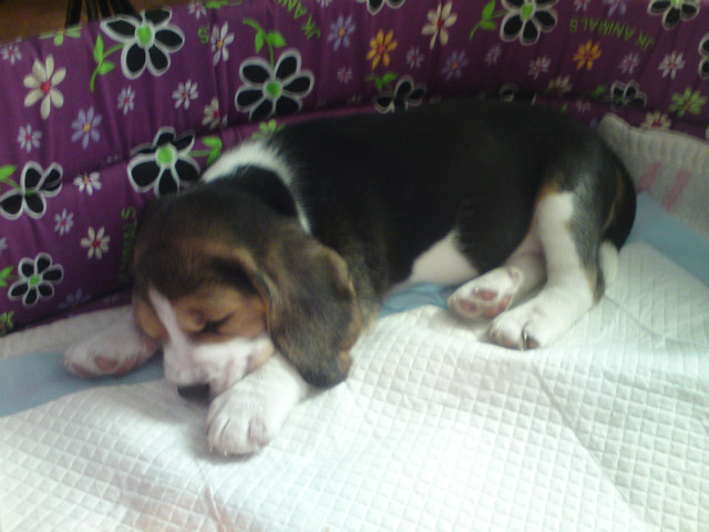 Nasz nowy domownik Lilu :-)))