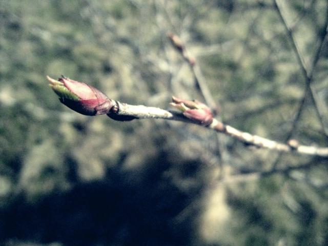 plant